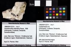 Foto (Objket + Etiketten) von Cycloprosopon sp. 